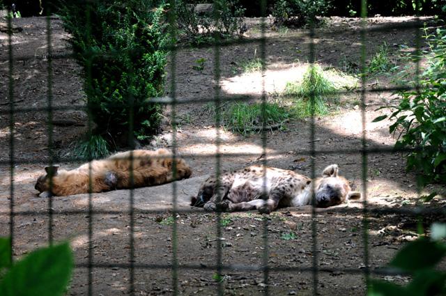 min 2013 07 06 beauval 086